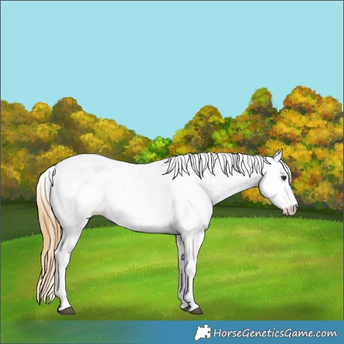Horse Color:White Spotted Chestnut