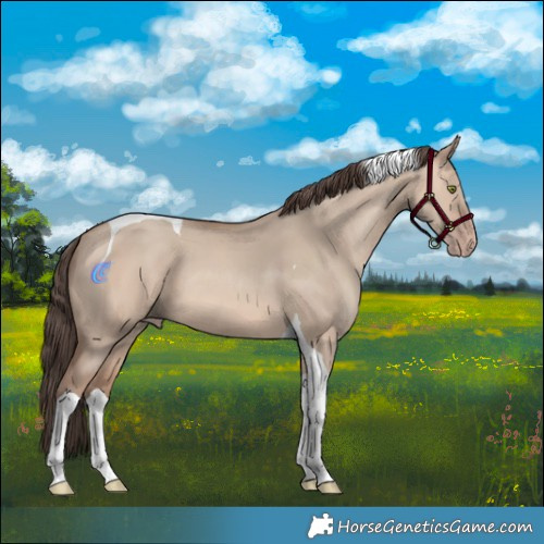 Horse Color:Amber Champagne Dun Tobiano 