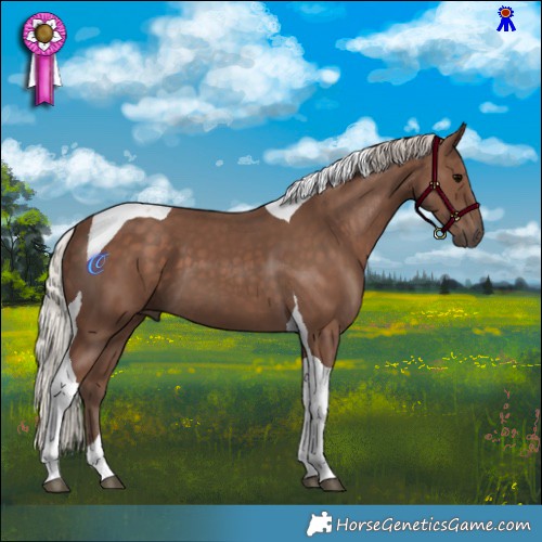 Horse Color:Silver Black Tobiano 