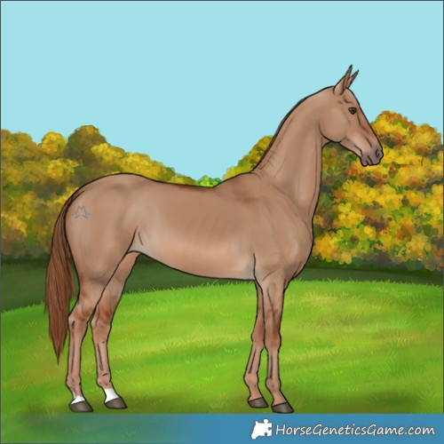 Horse Color:Red Dun 