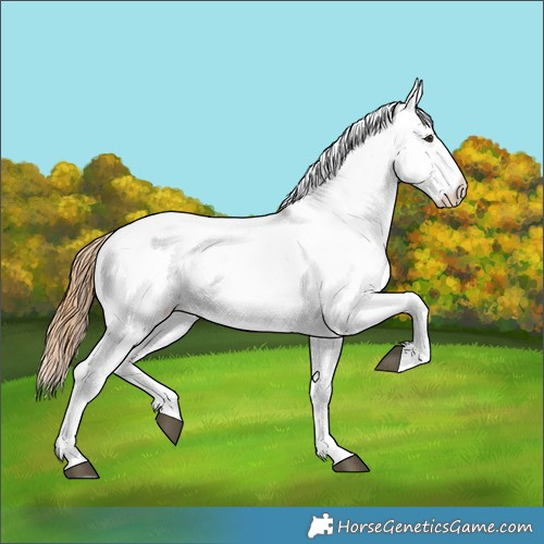 Horse Color:White Spotted Chestnut 