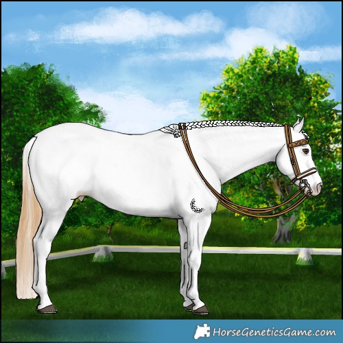 Horse Color:White Spotted Chestnut Tobiano 