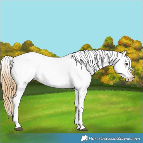 Horse Color:White Spotted Chestnut 
