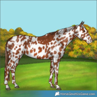 Horse Color:White Spotted Chestnut Skewed Appaloosa 