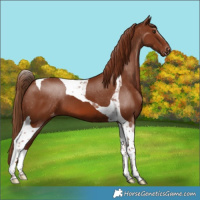 Horse Color:Chestnut Tobiano Skewed LP Spotted 