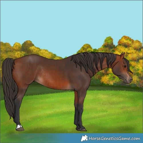 Horse Color:Bay Rabicano  and Bay Rabicano 