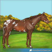 Horse Color:White Spotted Chestnut Skewed Appaloosa 