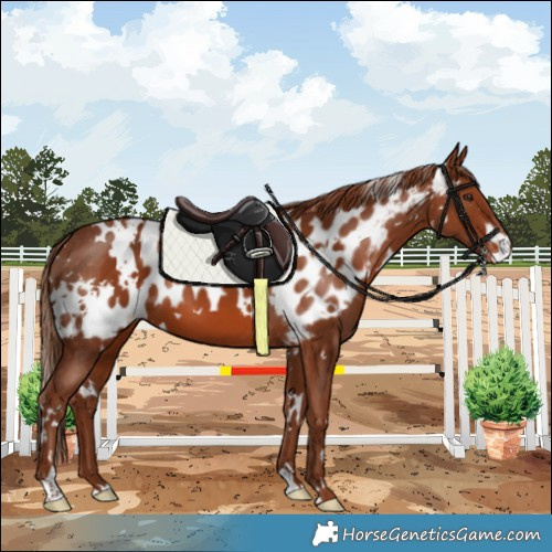 Horse Color:White Spotted Chestnut Skewed Appaloosa 