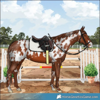 Horse Color:White Spotted Chestnut Skewed LP Spotted
