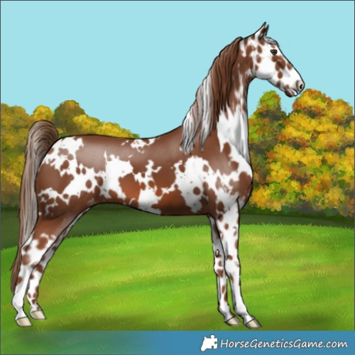 Horse Color:White Spotted Chestnut Skewed Appaloosa 