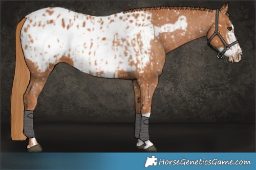 Horse Color:Chestnut Appaloosa  and Chestnut Frame Appaloosa 