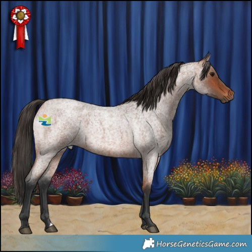 Horse Color:Bay Roan 