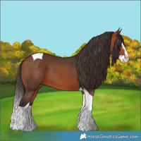 Horse Color:Bay Splash Tobiano 