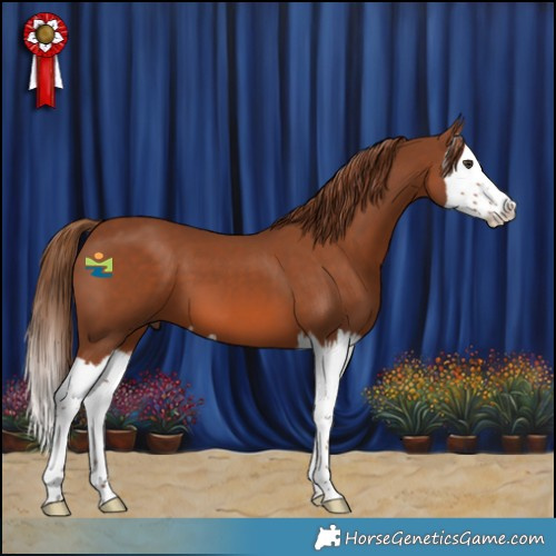 Horse Color:Chestnut Splash