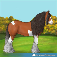 Horse Color:Bay Splash Tobiano 