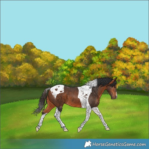 Horse Color:Bay Tobiano 