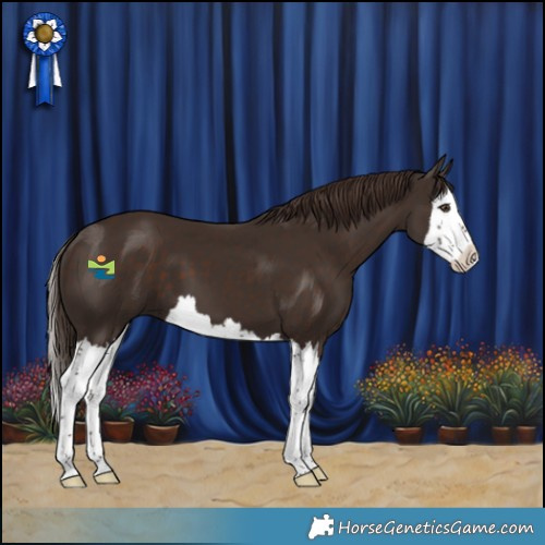 Horse Color:Liver Chestnut Splash