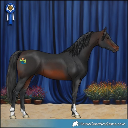 Horse Color:Brown 