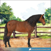 Horse Color:Bay 
