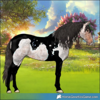Horse Color:Bay Ice Roan Tobiano
