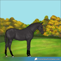 Horse Color:Smoky Black 