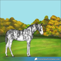 Horse Color:Black Sabino Splash Varnish 