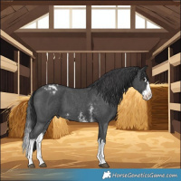 Horse Color:Black Sabino Splash Appaloosa 