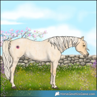 Horse Color:Palomino Roan
