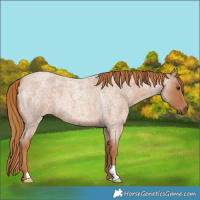 Horse Color:Red Roan 