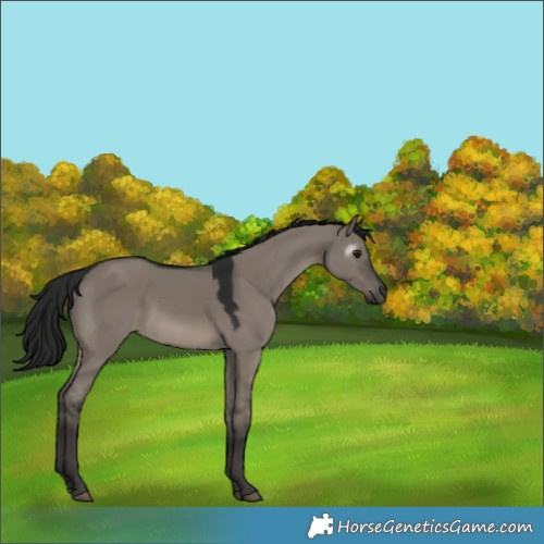 Horse Color:Gray Grullo 