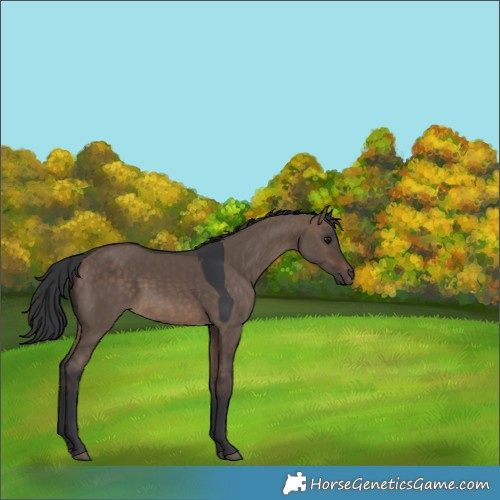 Horse Color:Brown Dun Rabicano