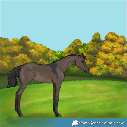 Horse Color:Brown Dun