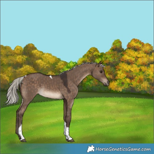 Horse Color:Silver Brown Dun Tobiano 