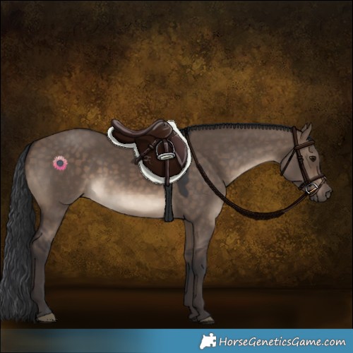Horse Color:Brown Dun 