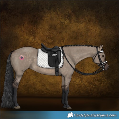 Horse Color:Brown Dun 