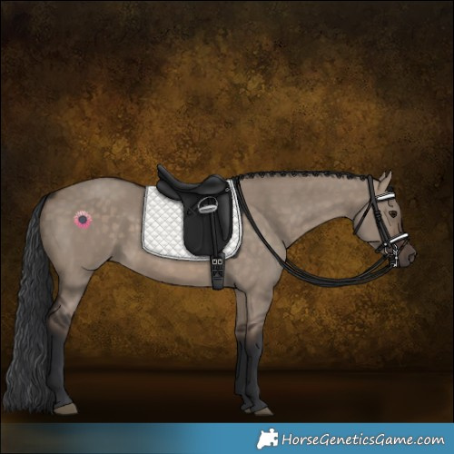 Horse Color:Brown Dun 