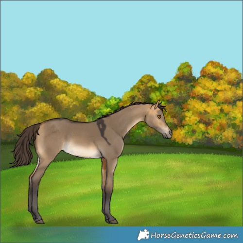 Horse Color:Buckskin Dun 