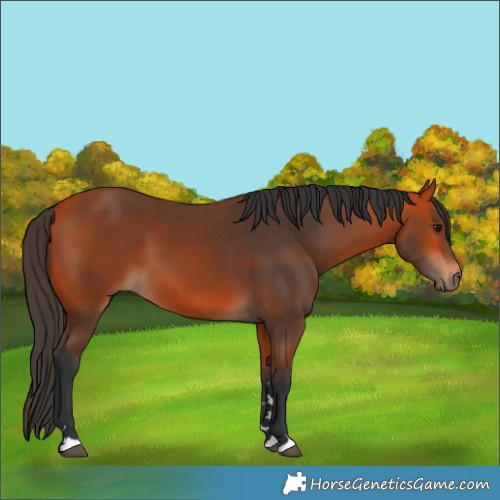 Horse Color:Bay 