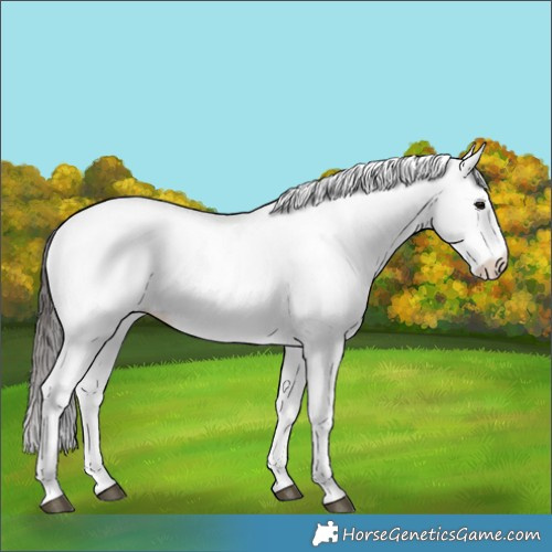 Horse Color:White Spotted Bay