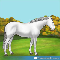 Horse Color:White Spotted Bay 