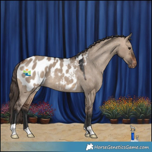 Horse Color:Brown Dun Appaloosa Rabicano 