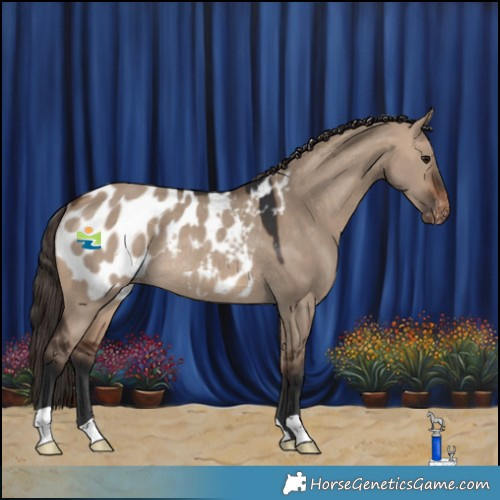 Horse Color:Brown Dun Appaloosa Rabicano 