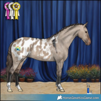 Horse Color:Brown Dun Appaloosa Rabicano