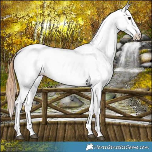 Horse Color:White Spotted Chestnut 