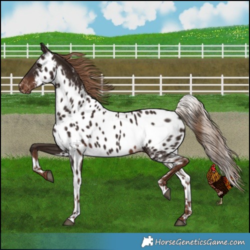 Horse Color:Liver Chestnut Skewed LP Spotted 