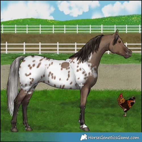 Horse Color:Liver Red Dun Skewed Appaloosa 