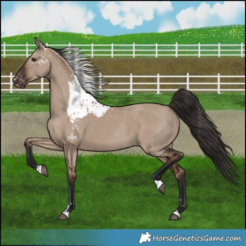 Horse Color:Liver Red Dun Skewed LP Spotted Rabicano 