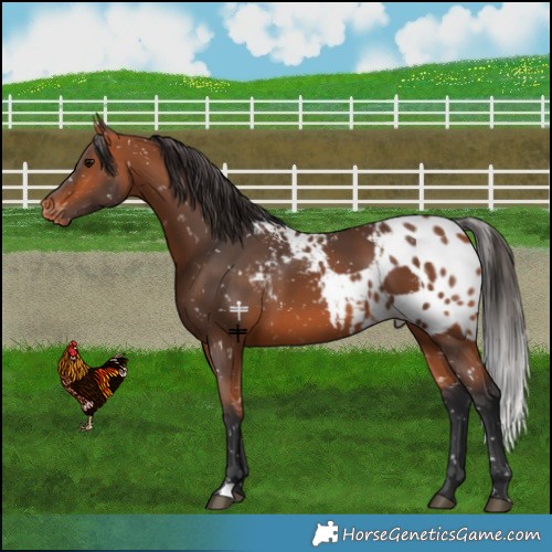 Horse Color:Bay Skewed LP Spotted 