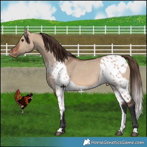 Horse Color:Bay Dun Skewed LP Spotted Rabicano 