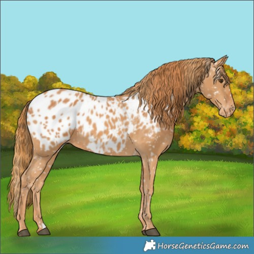 Horse Color:Unknown 